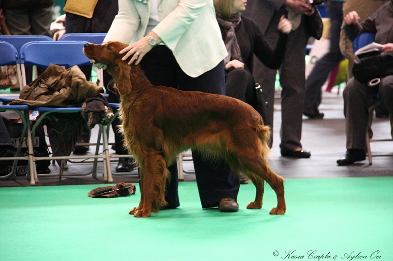 Crufts2011 356.jpg